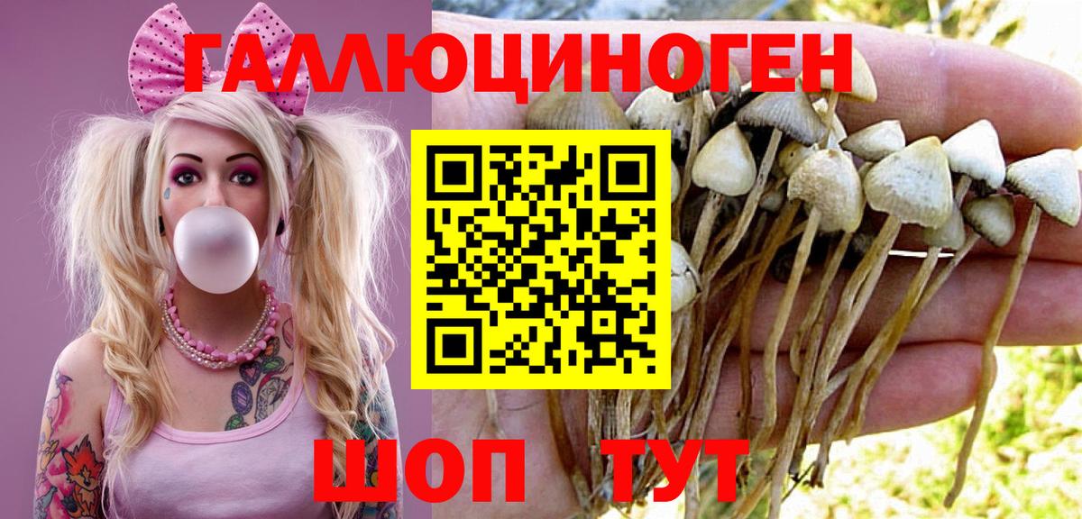 Галлюциногенные грибы Psilocybe Уссурийск